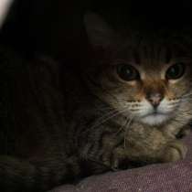 Скоро ли Кендис встретит своего хозяина, в Москве