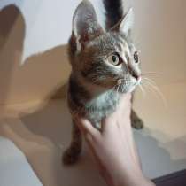 Малинка котёнок в добрые руки, в г.Жуковский