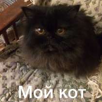 Пристроить кота, в Екатеринбурге