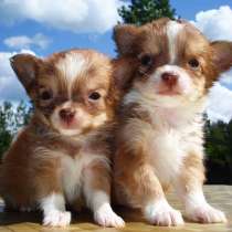 Чихуахуа Владикавказ, в Владикавказе