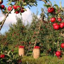 Продается яблочный сад в центральной Турции. Плодоносящий, в Москве