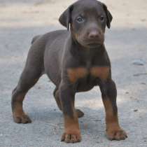 Доберман Якутск, в Якутске