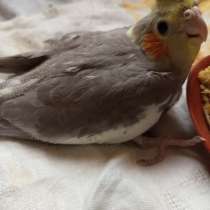 Корелла попугай, в Казани