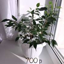 Фикус. Сахалин, в Аниве