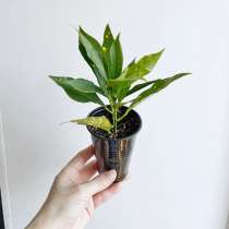 Кротон Голд Даст, в Екатеринбурге