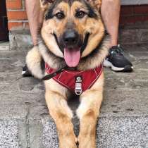 Отдам в добрые руки!, в Санкт-Петербурге