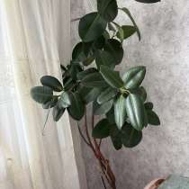 Продам цветок!, в Москве