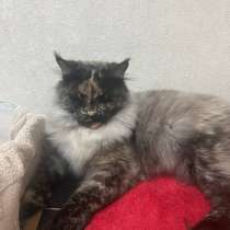 Котята Мейн-кун, в Астрахани