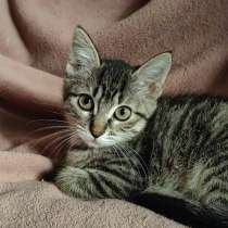 Маленький котенок Фрея в добрые руки, в Москве