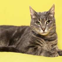 Шикарная кошка ищет семью, в Москве
