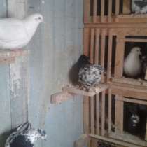 Продам голубей, в Иркутске