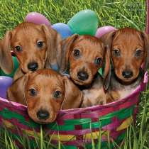 Такса Росстов, в Ростове-на-Дону