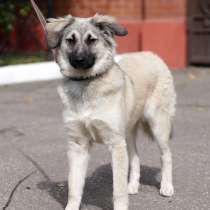 Прекрасная Лея ищет дом!, в Москве