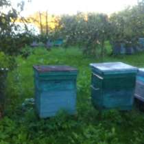 Продам пчелосемьи, в Воронеже