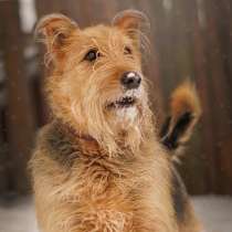 Мухтар ищет семью, в Москве