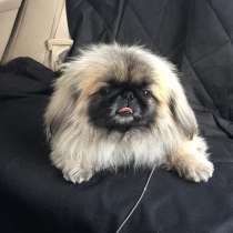 Пикенес Анадырь, в Анадыре