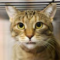 Застенчивая Альма, в Москве