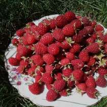 Продам свежую ягоду малину в Луганске, в г.Луганск