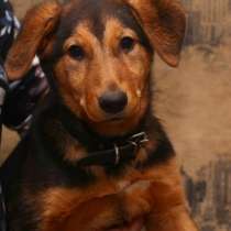 Отдам даром Эмма в добрые руки, в Санкт-Петербурге