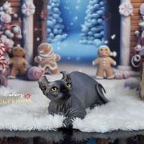 Котята Sphynx, Elf, DWELF, в г.Хайфа