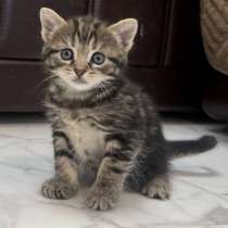 Шотландские котята, в Вологде