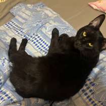 Отдам молодую кошку в добрые руки, в Москве