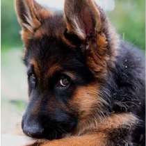 Продам щенка, в Нижнем Новгороде