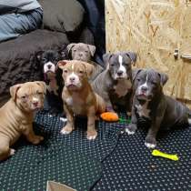 Американский булли тип покет, в Красноярске