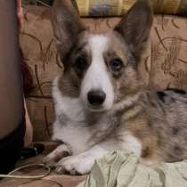 Вельш корги кардиган, в Новокузнецке