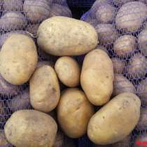 Картофель крупный, в г.Новополоцк