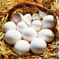Продаю куриные яйца. Частное хозяйство! г. Бишкек, в г.Бишкек