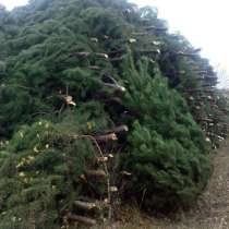 Новогодние живые елки, сосны, искусственные елки оптом, в Новосибирске