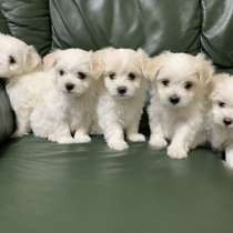 Щеночки мальтийской болонки, в Пензе