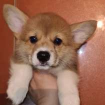 Щенки вельш корги пемброк, в Ярославле