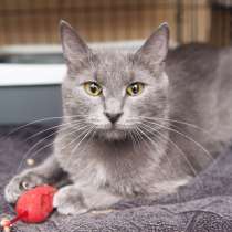 Робкая Ириска ищет радушную семью, в Москве