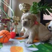 Крепкие, породные щенки лабрадора, в Москве