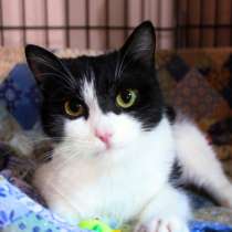 Общительная Селеста ищет себе друга, в Москве