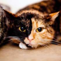 Обворожительная Пепитта ждёт своих хозяев, в Москве