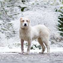 Роскошная Лана,собачка-подросток породы алабай в добрые руки, в Москве