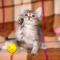 Котёнок в добрые руки, в Москве