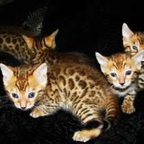 Бенгальские котята Питомник бенгальских кошек sunnybunny, в г.Кобрин