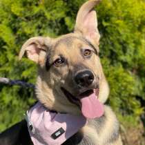 8 мес обаяшка Джули в поиске дома и семьи!, в Москве