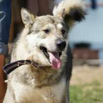 Метис маламута Балу ищет дом!, в Москве