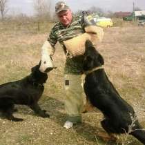 Дрессировка собак, в Тимашевске