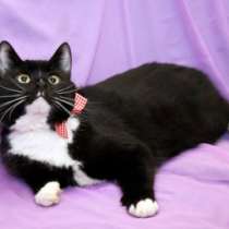 Отдам даром Бонд, молодой домашний котик-крысолов, в Москве