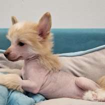 Щенок КХС, в Москве