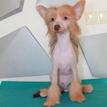 Китайская хохлатая щенок, в Москве