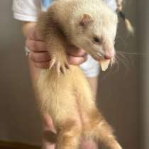 Домашний хорек, в Иванове