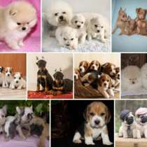 Питомник щенков Хабаровске, в Хабаровске