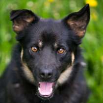 Прекрасный парень по имени Джек ищет дом!, в Москве